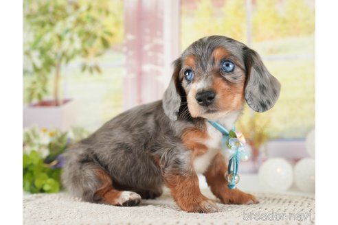 成約済の神奈川県のミニチュアダックスフンド(ロングヘアード)-272533の5枚目