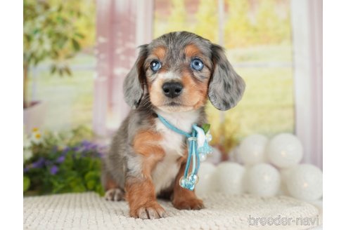 成約済の神奈川県のミニチュアダックスフンド(ロングヘアード)-272533の6枚目