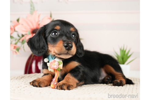 成約済の神奈川県のミニチュアダックスフンド(ロングヘアード)-272537の3枚目