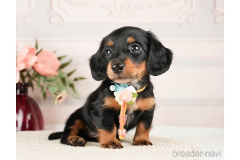 成約済の神奈川県のミニチュアダックスフンド(ロングヘアード)-272537の1枚目