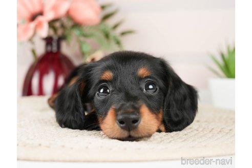 成約済の神奈川県のミニチュアダックスフンド(ロングヘアード)-272537の4枚目