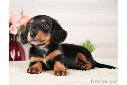 成約済の神奈川県のミニチュアダックスフンド(ロングヘアード)-272537の5枚目