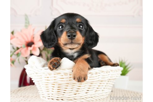 成約済の神奈川県のミニチュアダックスフンド(ロングヘアード)-272537の6枚目