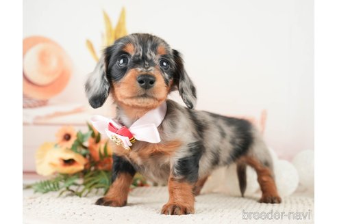 成約済の神奈川県のミニチュアダックスフンド(ロングヘアード)-272539の3枚目