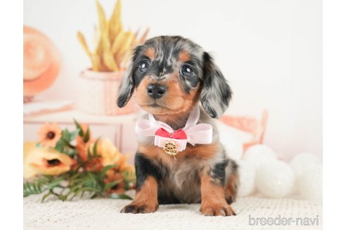 成約済の神奈川県のミニチュアダックスフンド(ロングヘアード)-272539の1枚目