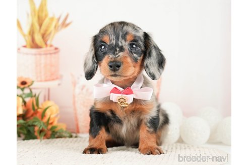 成約済の神奈川県のミニチュアダックスフンド(ロングヘアード)-272539の5枚目