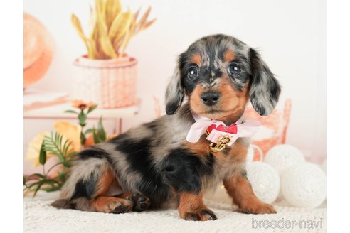 成約済の神奈川県のミニチュアダックスフンド(ロングヘアード)-272539の6枚目