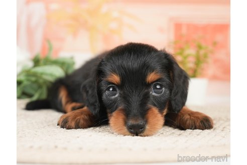 成約済の神奈川県のミニチュアダックスフンド(ロングヘアード)-272540の7枚目