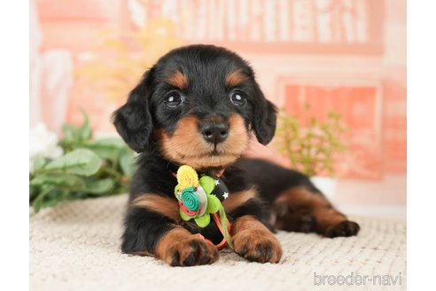 成約済の神奈川県のミニチュアダックスフンド(ロングヘアード)-272540の3枚目