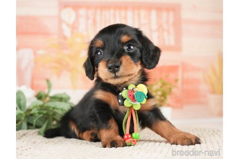 成約済の神奈川県のミニチュアダックスフンド(ロングヘアード)-272540の4枚目