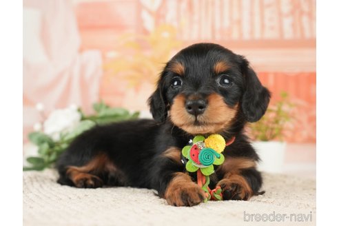 成約済の神奈川県のミニチュアダックスフンド(ロングヘアード)-272540の5枚目
