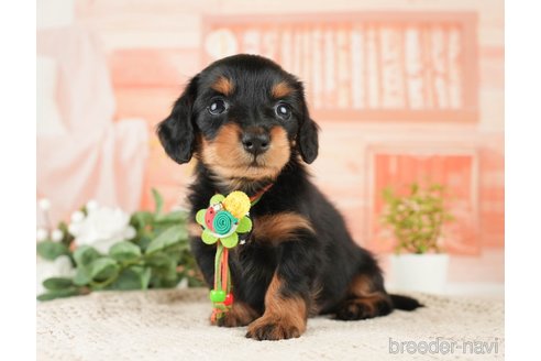 成約済の神奈川県のミニチュアダックスフンド(ロングヘアード)-272540の6枚目