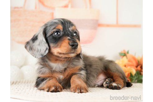 成約済の神奈川県のミニチュアダックスフンド(ロングヘアード)-272543の4枚目