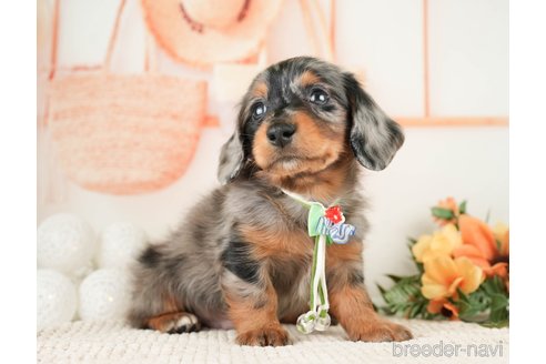 成約済の神奈川県のミニチュアダックスフンド(ロングヘアード)-272543の5枚目