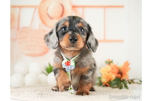 成約済の神奈川県のミニチュアダックスフンド(ロングヘアード)-272543の1枚目