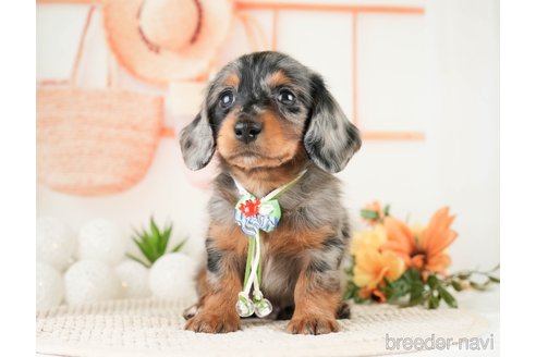 成約済の神奈川県のミニチュアダックスフンド(ロングヘアード)-272543の6枚目