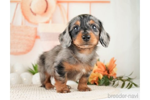 成約済の神奈川県のミニチュアダックスフンド(ロングヘアード)-272543の3枚目