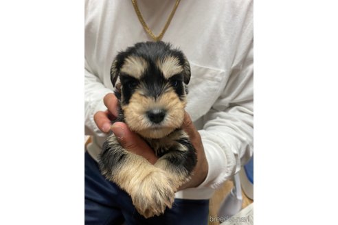 成約済の静岡県のミニチュアシュナウザー-272555の2枚目
