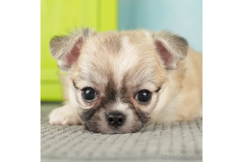 成約済の千葉県のチワワ(ロングコート)-272570の5枚目