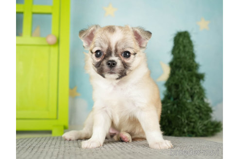 成約済の千葉県のチワワ(ロングコート)-272570の3枚目