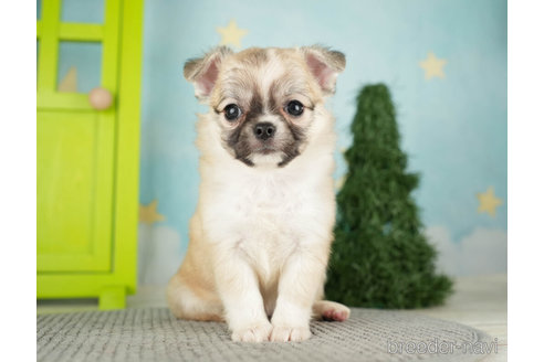 成約済の千葉県のチワワ(ロングコート)-272570の4枚目