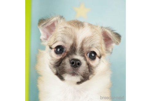 成約済の千葉県のチワワ(ロングコート)-272570の1枚目