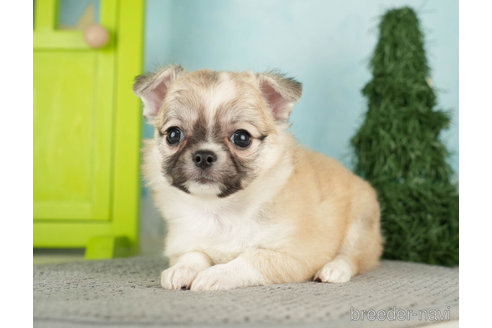 成約済の千葉県のチワワ(ロングコート)-272570の2枚目