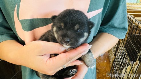 成約済の茨城県の豆柴-270763の3枚目