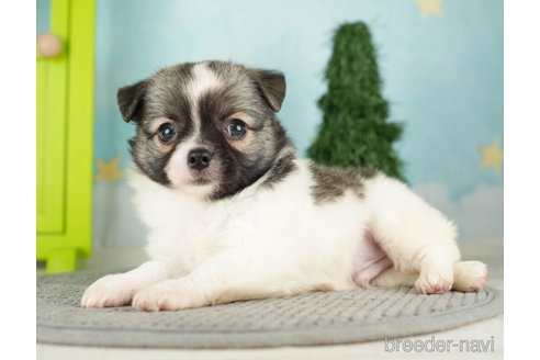 成約済の千葉県のチワワ(ロングコート)-272576の4枚目