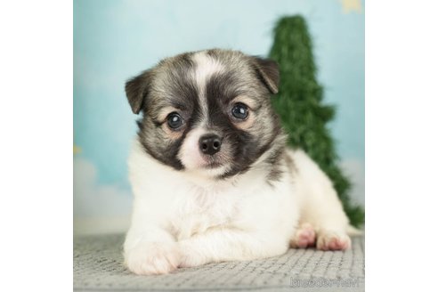 成約済の千葉県のチワワ(ロングコート)-272576の3枚目