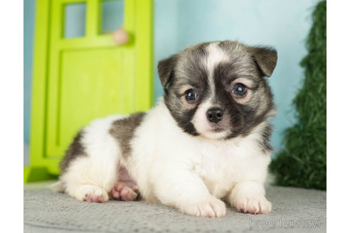 成約済の千葉県のチワワ(ロングコート)-272576の5枚目
