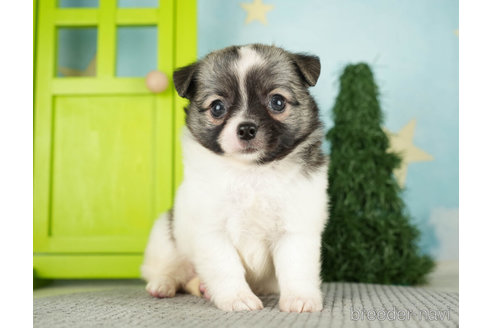 成約済の千葉県のチワワ(ロングコート)-272576の2枚目