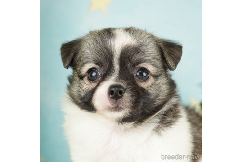 成約済の千葉県のチワワ(ロングコート)-272576