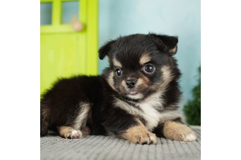 成約済の千葉県のチワワ(ロングコート)-272581の3枚目