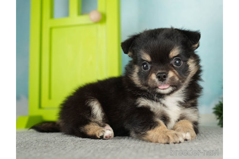 成約済の千葉県のチワワ(ロングコート)-272581の2枚目