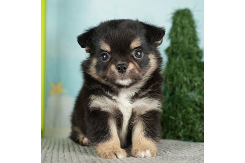 成約済の千葉県のチワワ(ロングコート)-272581