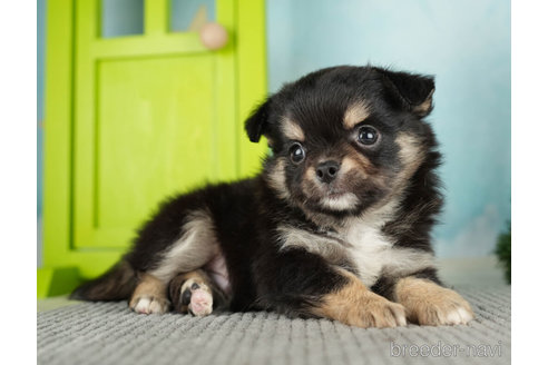 成約済の千葉県のチワワ(ロングコート)-272581の4枚目