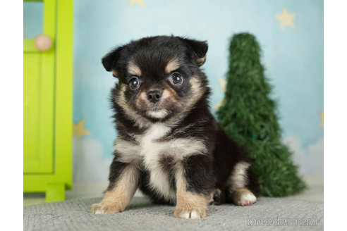 成約済の千葉県のチワワ(ロングコート)-272581の5枚目