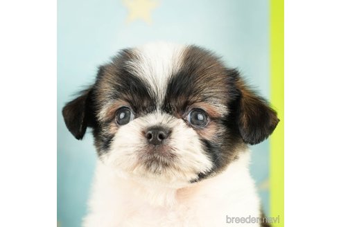 成約済の千葉県のミックス犬-272585