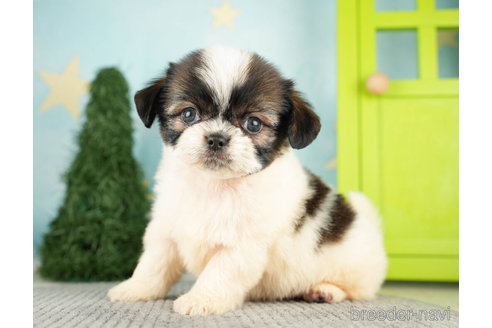 成約済の千葉県のミックス犬-272585の3枚目