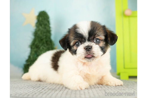 成約済の千葉県のミックス犬-272585の5枚目