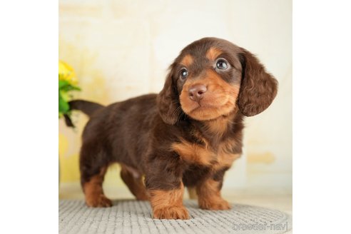 成約済の千葉県のカニンヘンダックスフンド(ロングヘアード)-272592