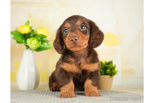 成約済の千葉県のカニンヘンダックスフンド(ロングヘアード)-272592の5枚目