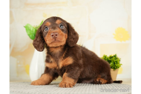 成約済の千葉県のカニンヘンダックスフンド(ロングヘアード)-272592の3枚目