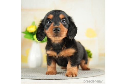 成約済の千葉県のカニンヘンダックスフンド(ロングヘアード)-272596の2枚目