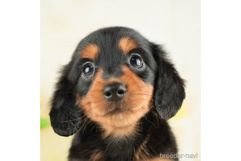 成約済の千葉県のカニンヘンダックスフンド(ロングヘアード)-272596の1枚目