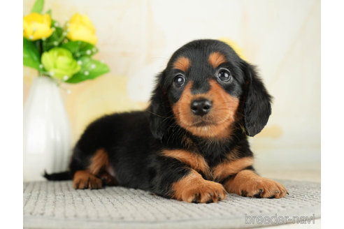 成約済の千葉県のカニンヘンダックスフンド(ロングヘアード)-272596の3枚目