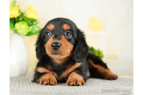 成約済の千葉県のカニンヘンダックスフンド(ロングヘアード)-272596の4枚目