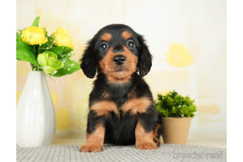 成約済の千葉県のカニンヘンダックスフンド(ロングヘアード)-272596の5枚目