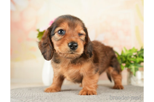 成約済の千葉県のミニチュアダックスフンド(ロングヘアード)-272613の5枚目